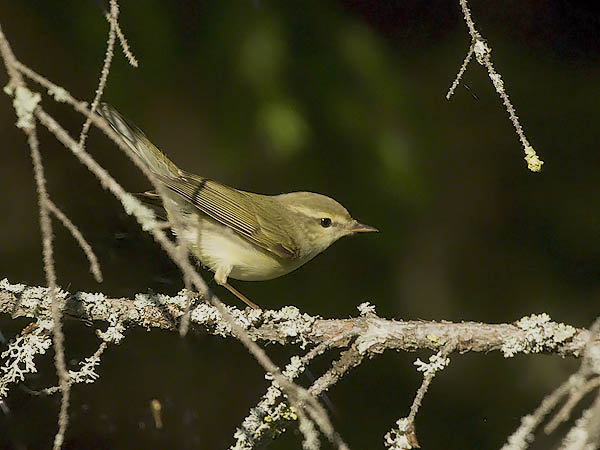 Idänuunilintu, Greenish Warbler, Phylloscopus trochiloides